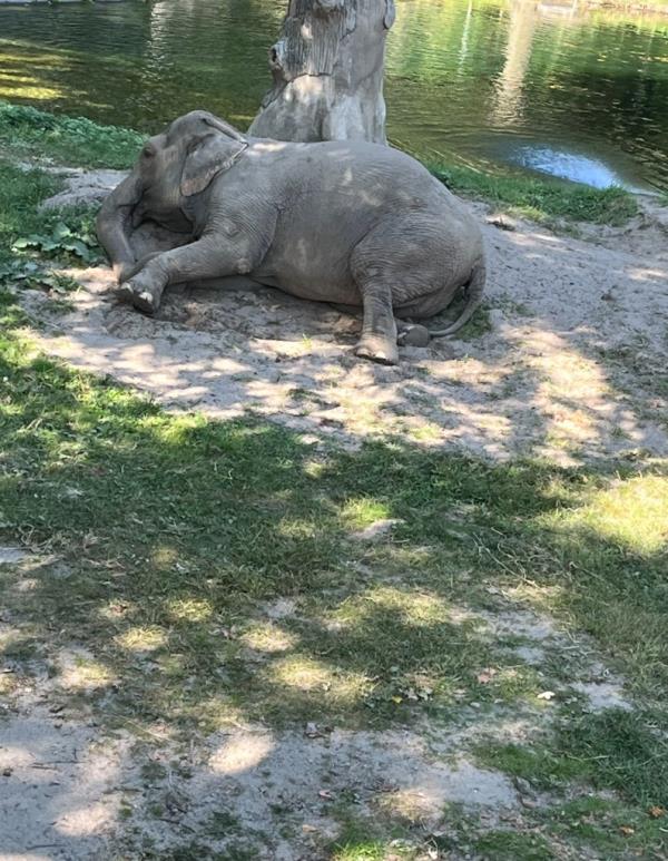 Asian elephant Happy at the Bronx Zoo in September 2024.