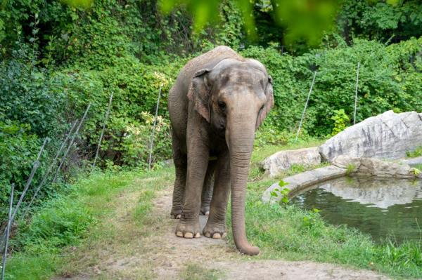 Happy, the elephant in it's enviro<em></em>nment at The Bronx Zoo. 