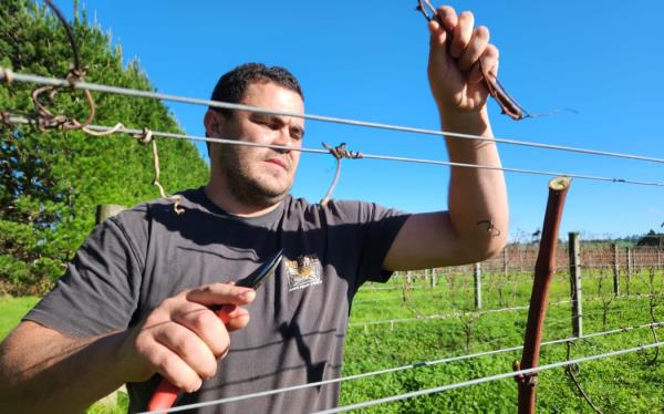 Jake pruning his vines at the start of winter