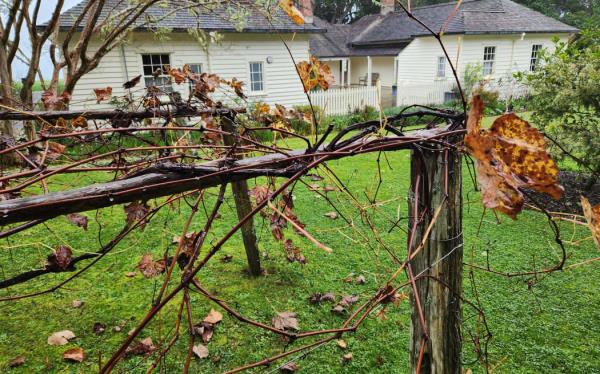 Vines in the grounds of Treaty House at Waitangi. James Busby who lived here was a viticulture enthusiast.