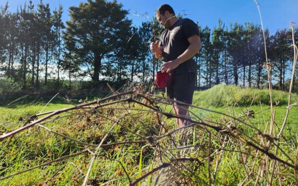 An old rambling vine discovered on the farm inspired Jake to plant more and set up 144 Islands